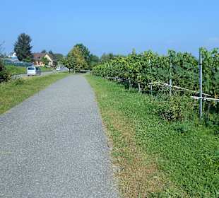 Reichenau