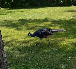 Toronto Islands