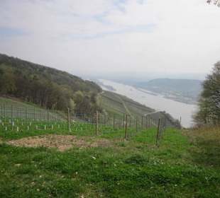 Osteinscher Landschaftspark Weinberge