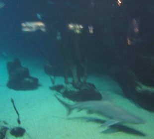 Aquarium / Oceanongrafic