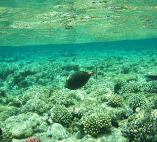 Unterwasserwelt im Roten Meer