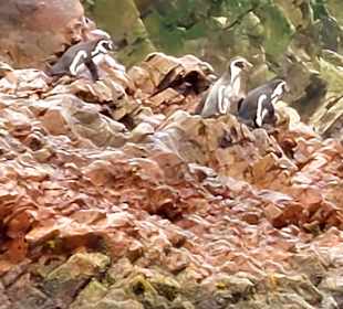 Ausflug Ballestas Inseln