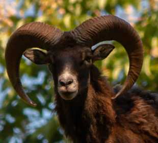 Wild und Wanderpark Silz RL