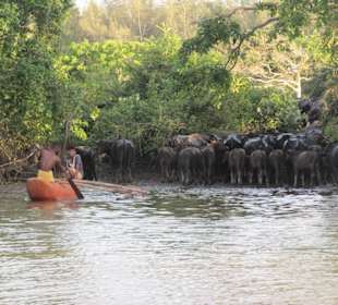 Tiere am Fluss