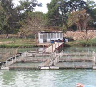 Forellenzucht am Fluss Manavgat