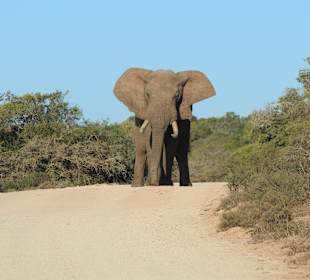 Addo Elephant Park
