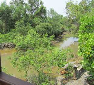 Mangrove Swamp view