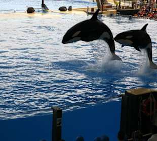 Ausflug nach Loro Parque