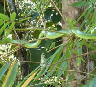 Ein ungiftiger ungebetener Gast über uns im Baum