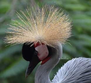 Welch Haarparacht