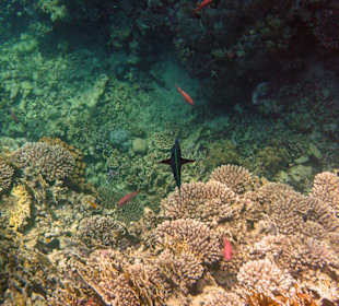 Fische im Hausriff Tulip Resort