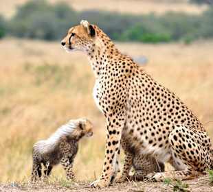 Gepardenmutter mit Jungen