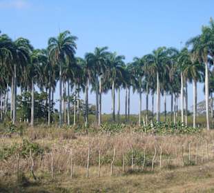 Landschaft auf dem Weg  nach Camagüey