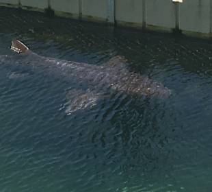 Delfinschwimmen Dolphin Cove Ocho Rios