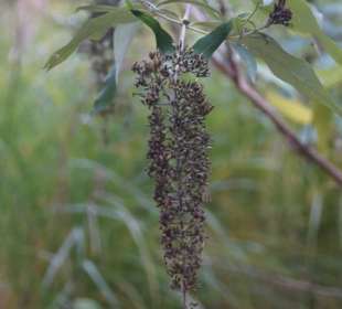 Parkanlage Planten un Blomen