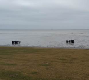 Wattenmeer