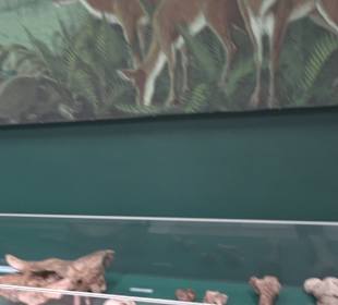 Staatliches Naturkunde Museum