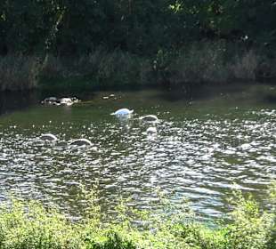 Schaukelweg an der Donau