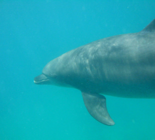 Delfintour