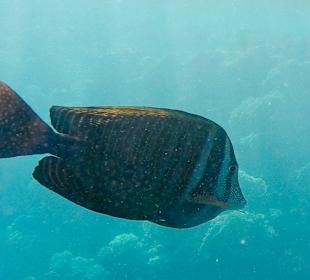 Schnorcheln Marsa Alam