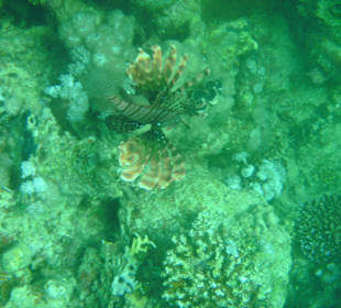 Mangroven-Bay