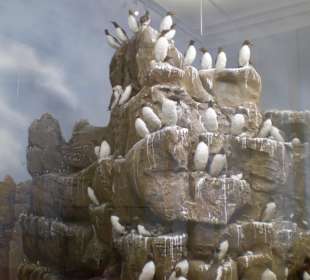 Zoologisches Forschungsmuseum Alexander Koenig