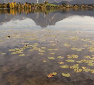 Hopfensee