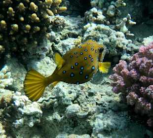 Schnorcheln Makadi Bay