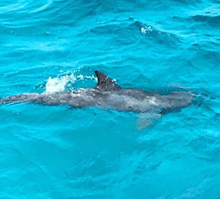 Schnorcheln Hurghada