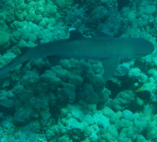 Weißspitzenriffhai