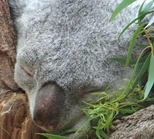 Im Koalahaus