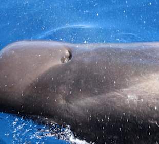 Delfin und Walbeobachtung 3 stündig 