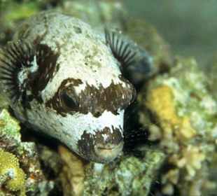 Schnorchelausflüge-Rotes Meer-Hurghada-Amy Reisen