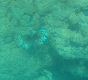 Indischer Rotfeuerfisch