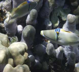 Fisch