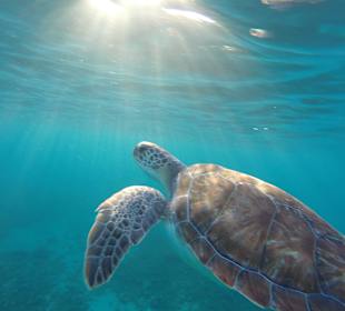 Schnorcheltour mit Schildkröten