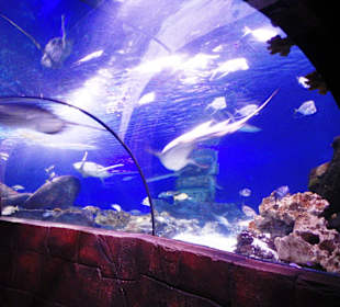 Sea Life Hannover