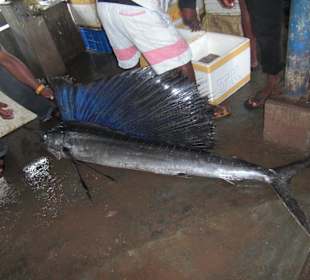 Ausflug Negombo Fischmarkt