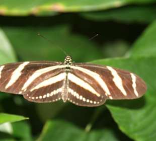 Schmetterling