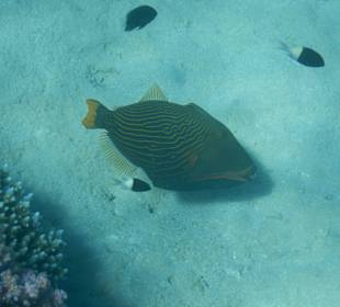 Gelbsaumdrücker (Warnung)