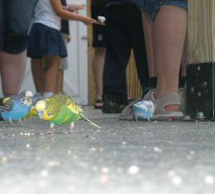 Vorsicht beim laufen