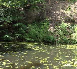 Wanderweg - Alter Steinbruch Pfaffenberg Runde