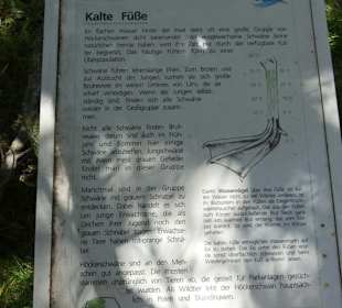 Kalte Füsse der Schwäne am Bootshaus