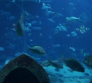 The Lost Chambers Aquarium 