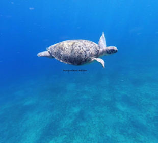 Schnorcheln mit Schildkröten mit Morgenland Reisen