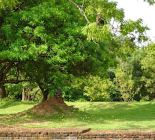 Elefantenreiten Sigiriya