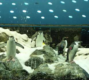 Pinguinarium