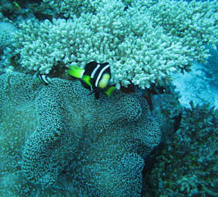 Clownfisch