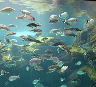 Cretaaquarium