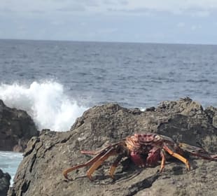 Wandern Puerto de la Cruz